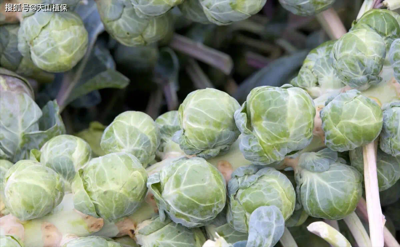Ginnasium planting techniques