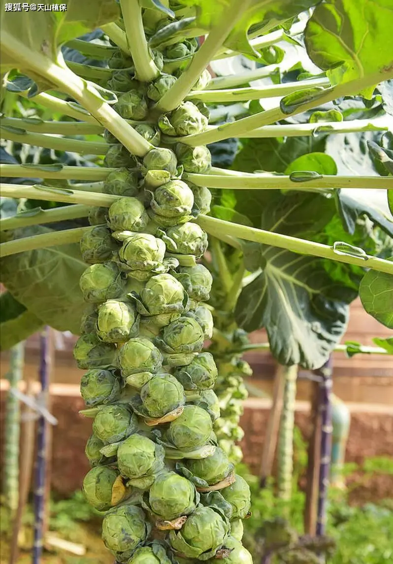 Ginnasium planting techniques