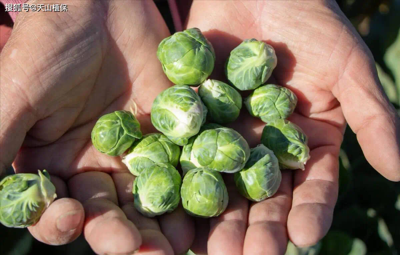 Ginnasium planting techniques