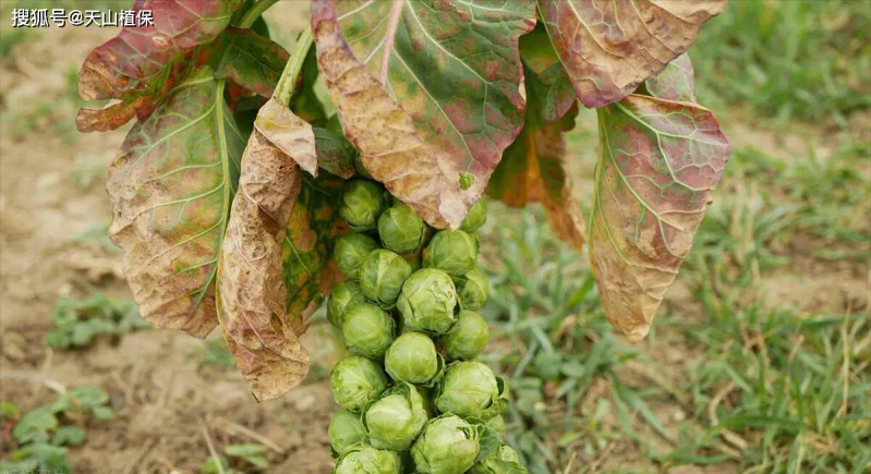 Ginnasium planting techniques