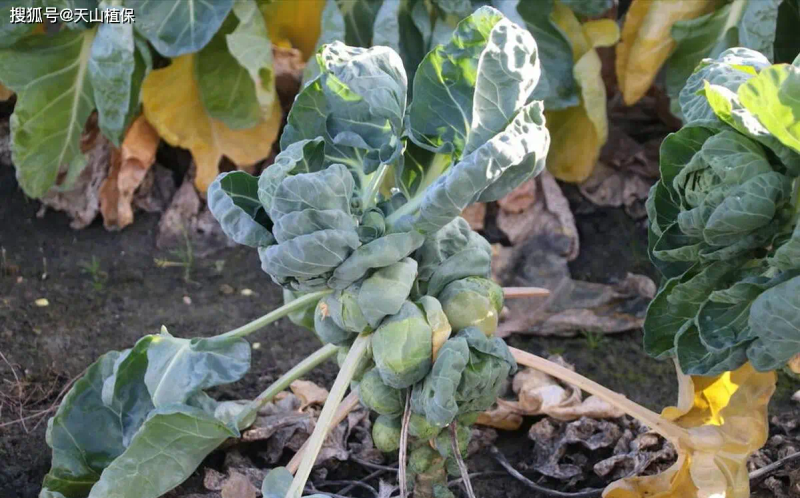 Ginnasium planting techniques