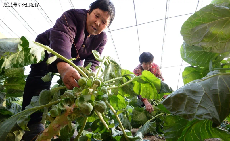 Ginnasium planting techniques