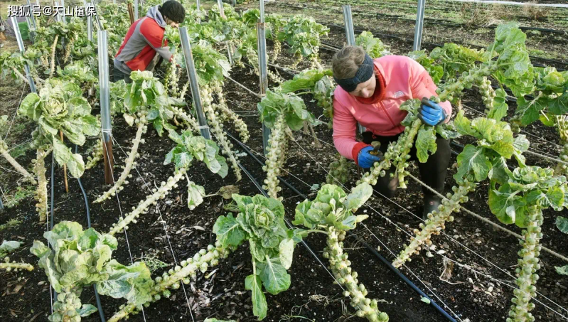 Ginnasium planting techniques