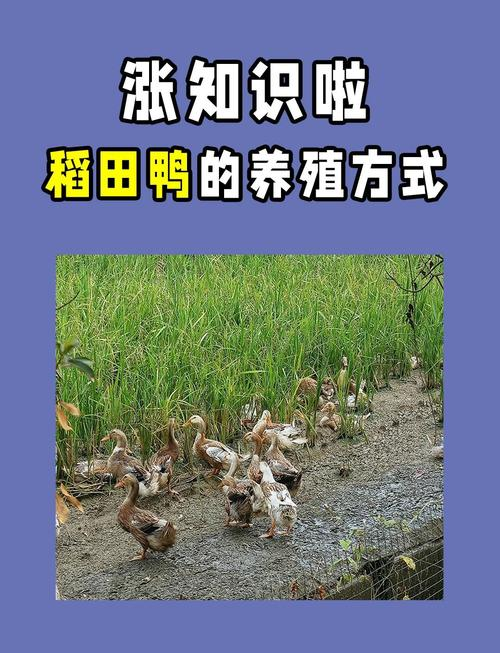 养鸭成本一只多少钱