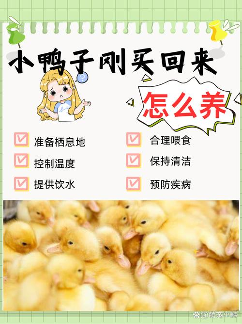 养鸭成本一只多少钱