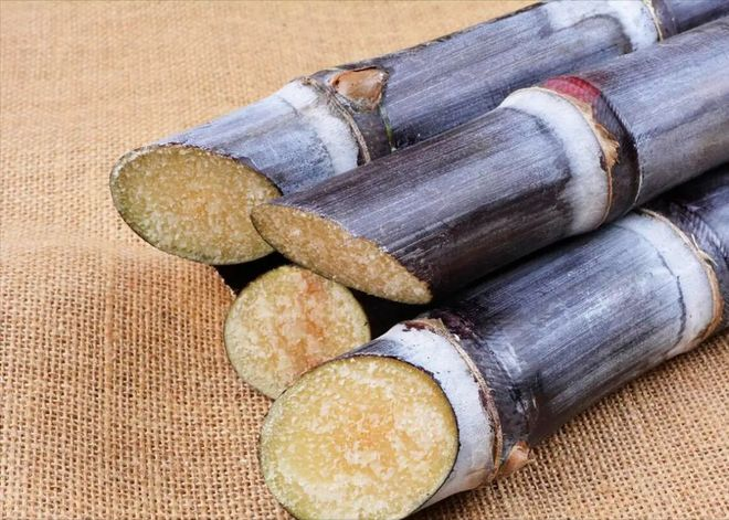 Ginnasium planting techniques