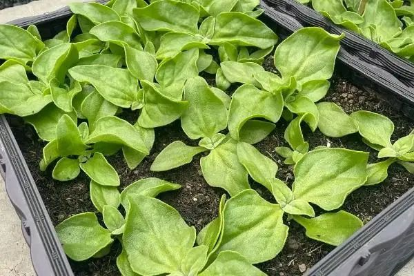 How do you grow ice grass