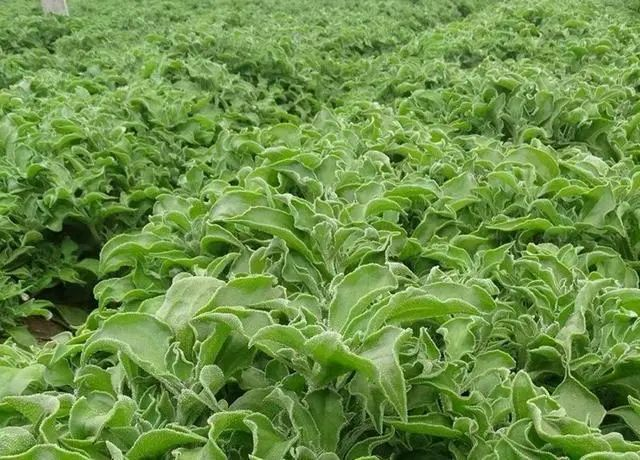 How do you grow ice grass