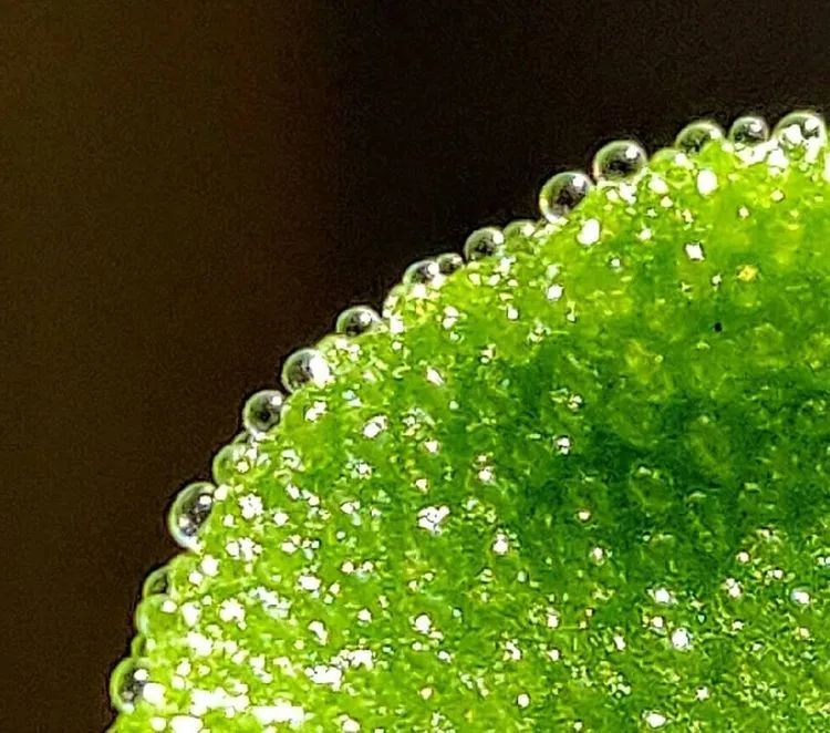 How do you grow ice grass