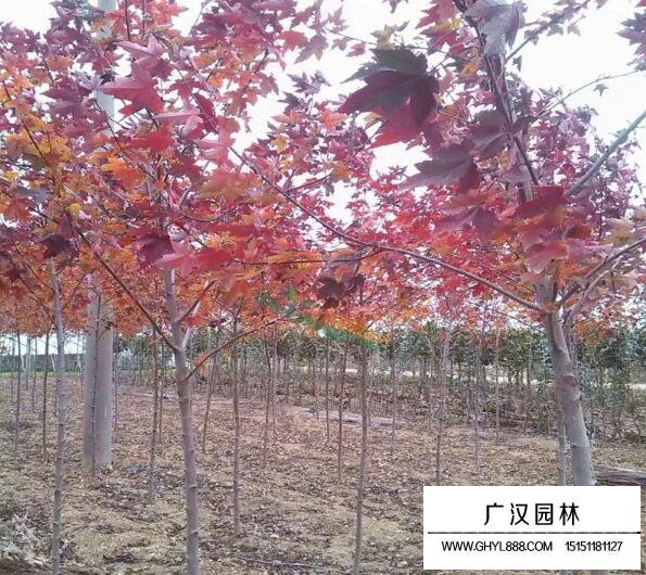 Method of planting seed seeds in red maple pelvis