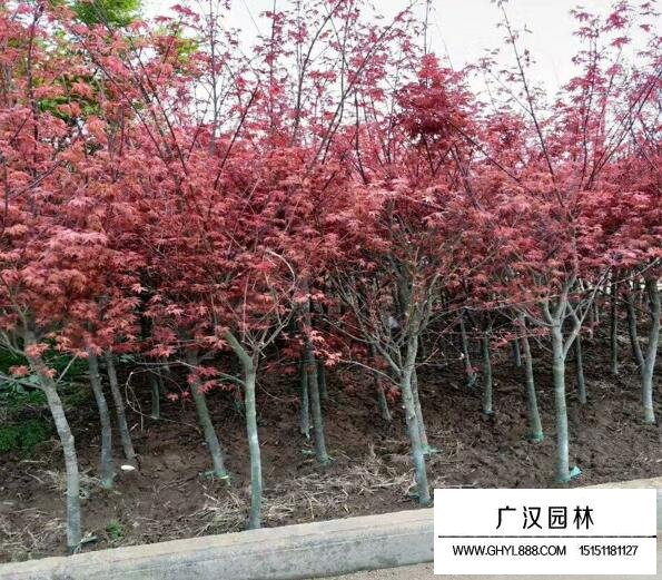 Method of planting seed seeds in red maple pelvis