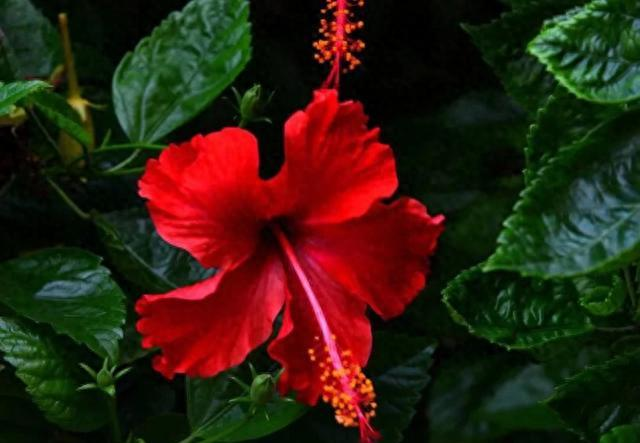 花草种植技术下载网盘