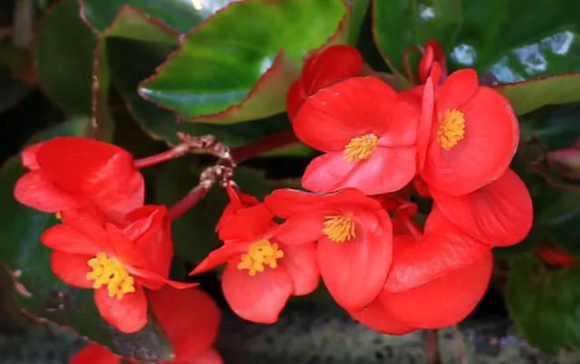 花草种植技术下载网盘