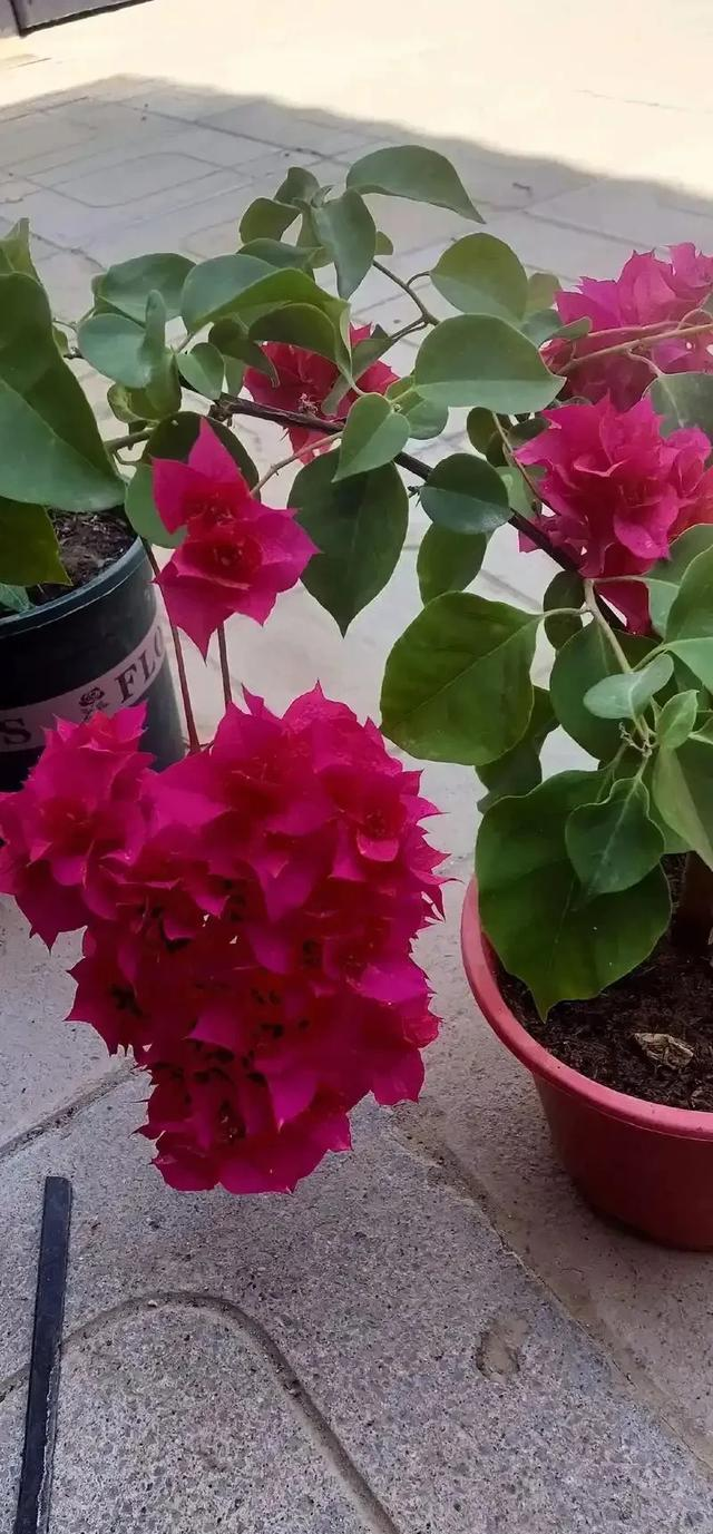 花草种植技术下载网盘