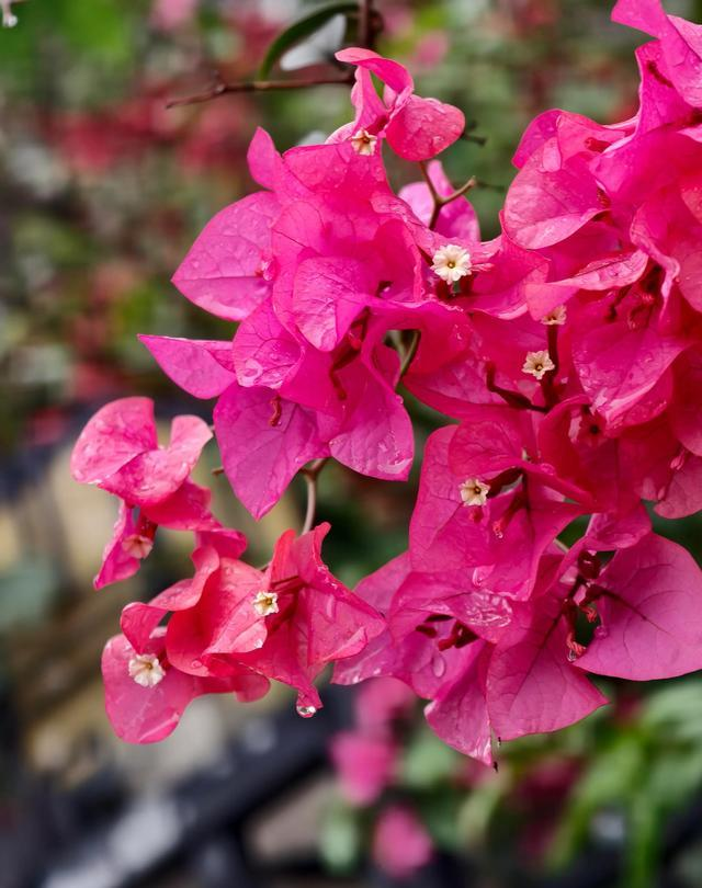 花草种植技术下载网盘