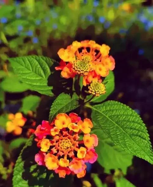 花草种植技术下载网盘