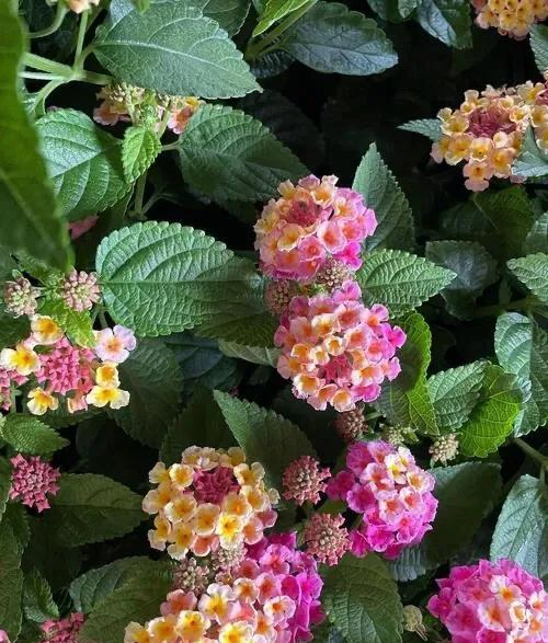 花草种植技术下载网盘