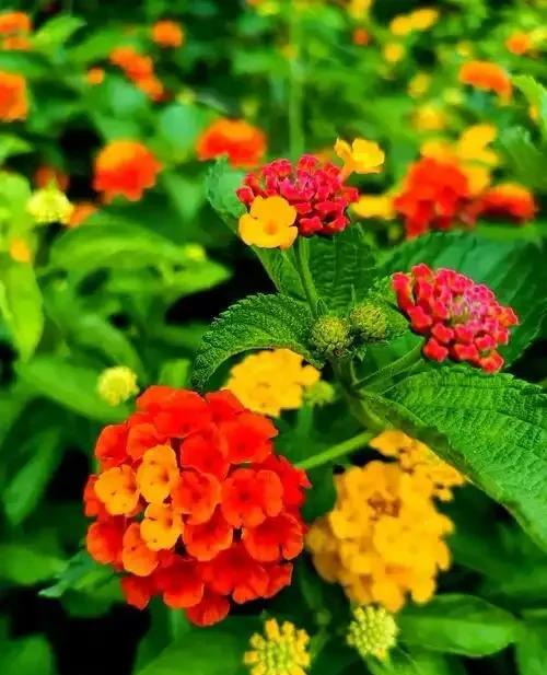 花草种植技术下载网盘