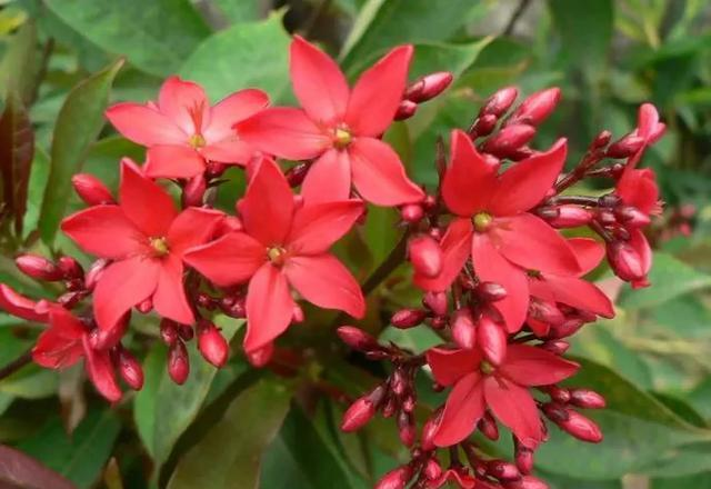 花草种植技术下载网盘