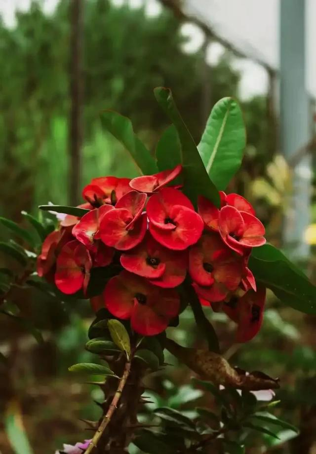 花草种植技术下载网盘