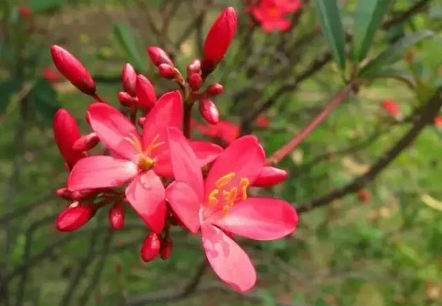 花草种植技术下载网盘