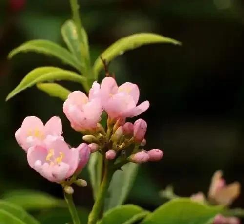 花草种植技术下载网盘