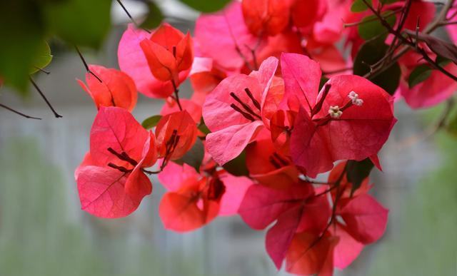 花草种植技术下载网盘