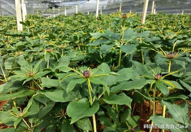 It's a different planting technique