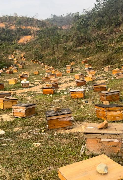 牧草种植技术农广天地