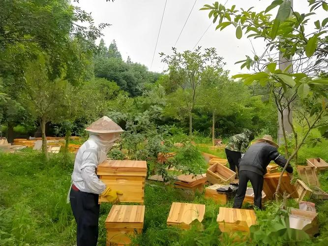 牧草种植技术农广天地