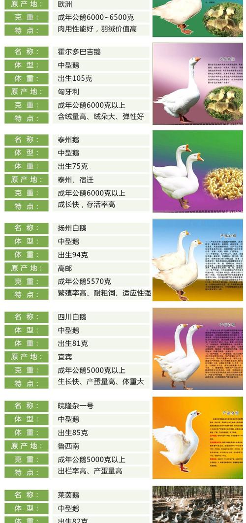 养鸭成本一只多少钱