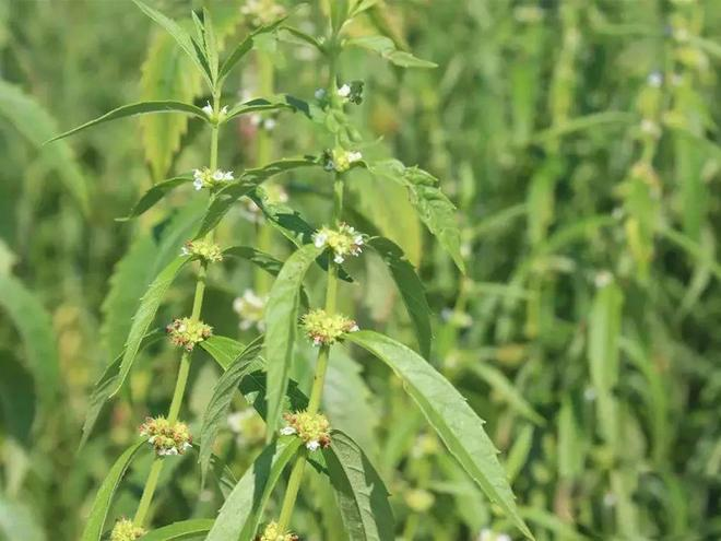 甘露子的种植技术