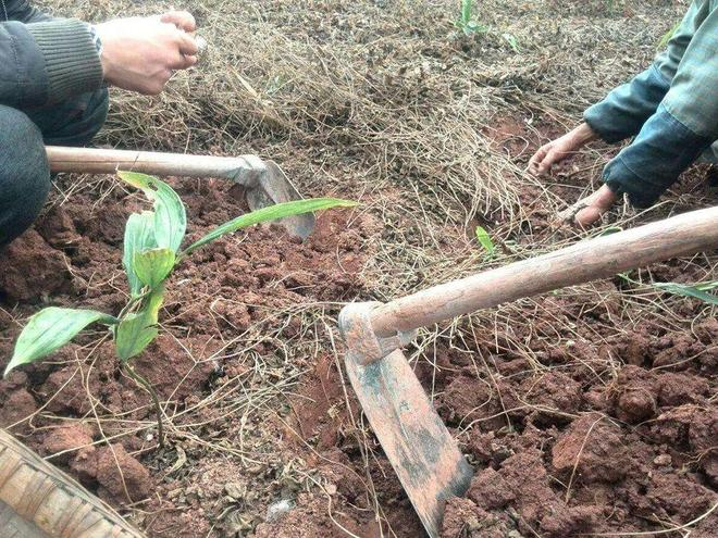 甘露子的种植技术