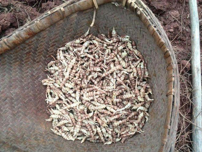 甘露子的种植技术