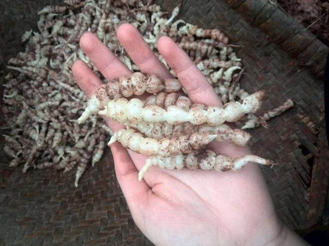 甘露子的种植技术