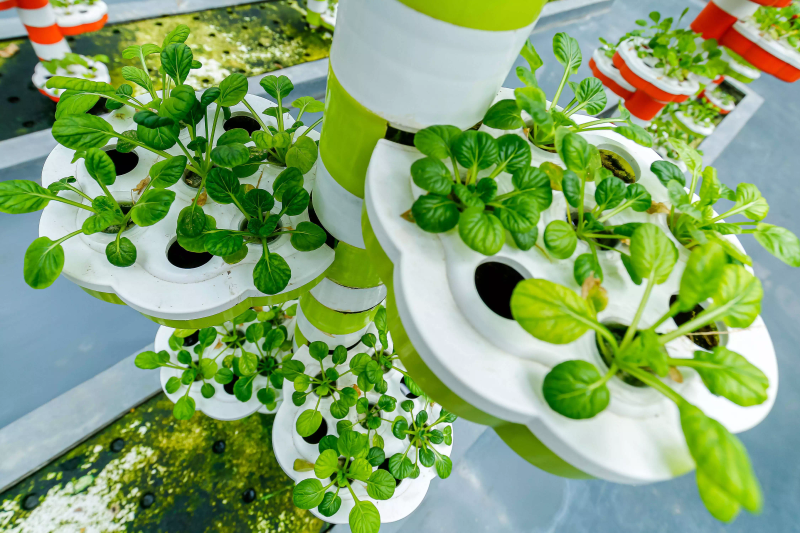 The latest way to grow lettuce