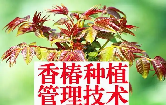 Plantation techniques