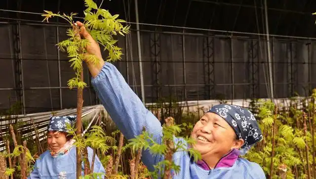 Plantation techniques