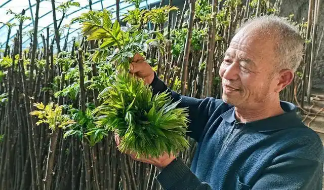 Plantation techniques