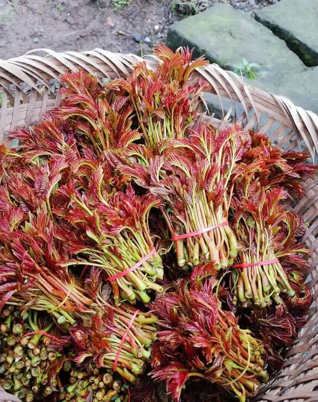 Plantation techniques