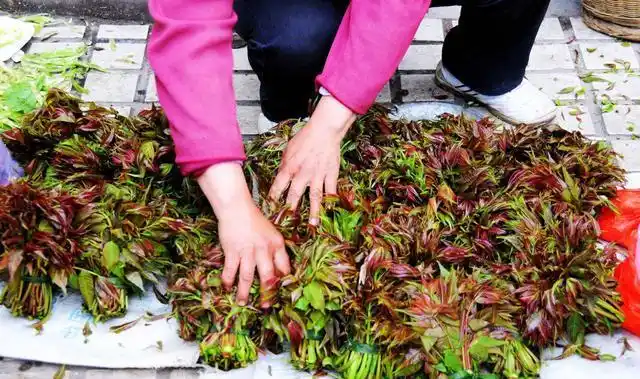 Plantation techniques