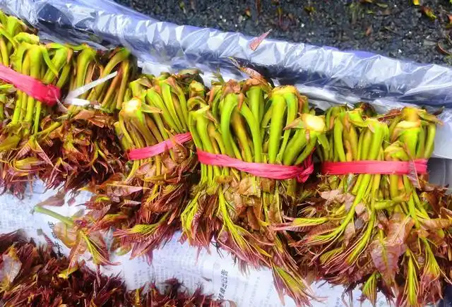 Plantation techniques