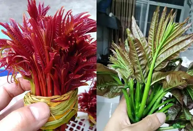 Plantation techniques