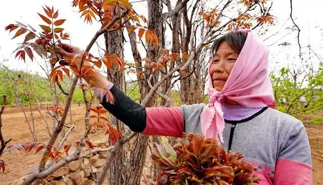 Plantation techniques