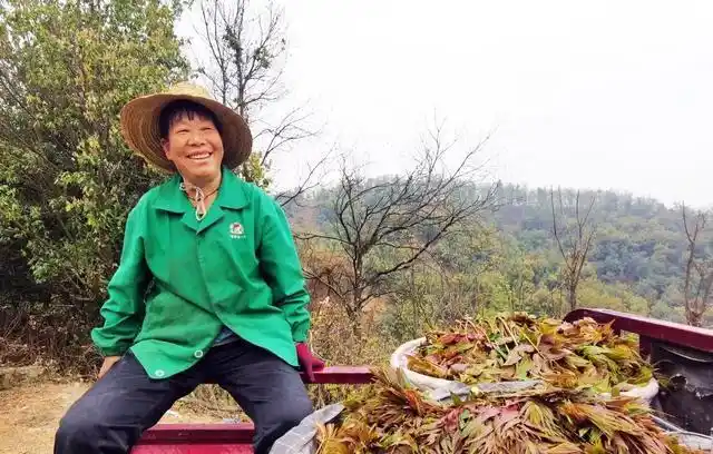 Plantation techniques