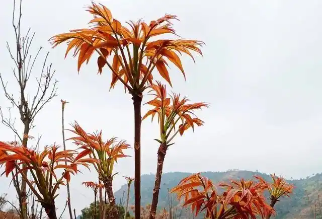 Plantation techniques