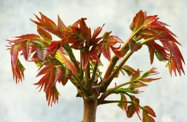 Plantation techniques