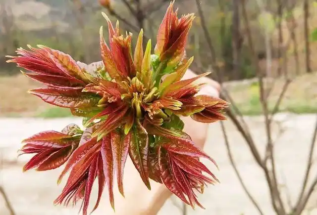 Plantation techniques