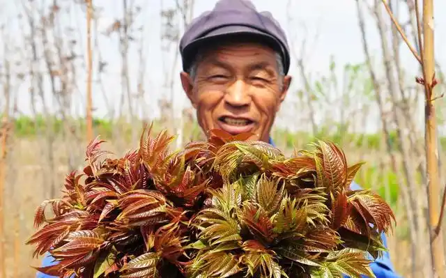 Plantation techniques