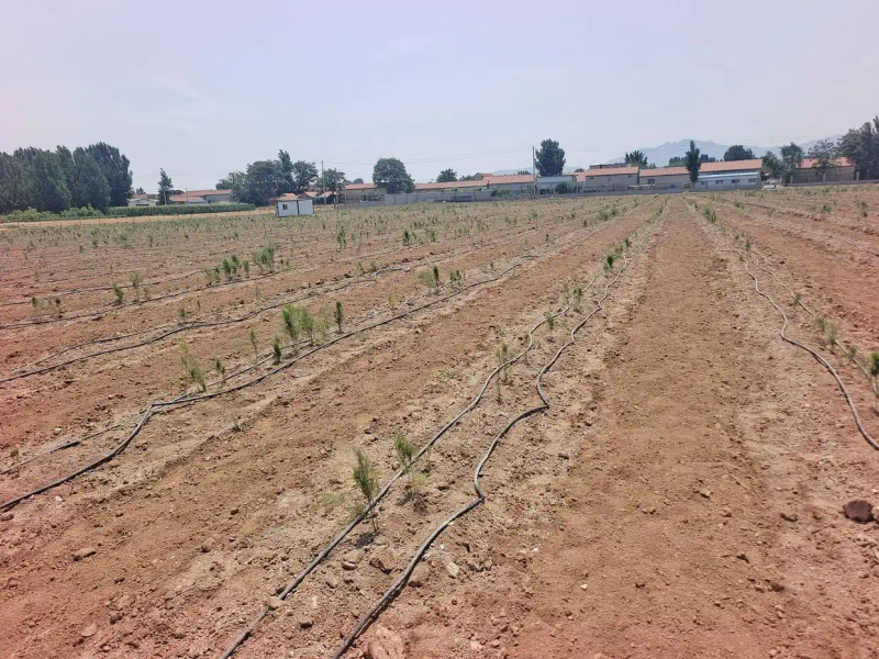 Oda pelican planting techniques